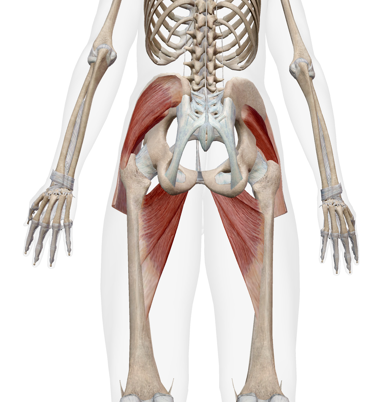 <ul><li><p>gluteus minimus &amp; medius (anterior fibers)</p></li><li><p>TFL</p></li><li><p>Adductor Longus</p></li><li><p>Adductor Brevis</p></li><li><p>Pectineus</p></li></ul><p></p>