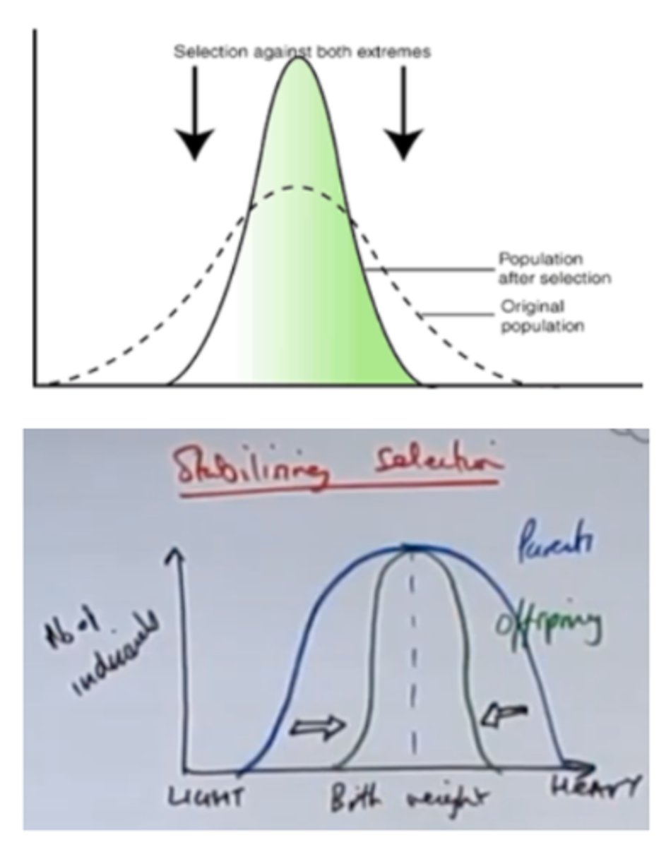 <p>- keeps allele frequencies relatively constant over generations;<br>- Stable / unchanging environment<br>- Selection pressure acts either side of the mean<br>- Both extremes of phenotypes (with extreme characteristics) less likely to survive and reproduce<br><br>- Very small or very large babies<br>- Very heavy babies more likely to die (complications)<br>- Very light babies more likely to die (cold as high surface area to volume ratio)<br><br>- Most likely to survive in the middle range<br>- Mean phenotype remains the same</p>