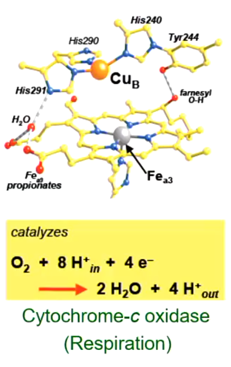 <ul><li><p>Enzyme that aids in respiration</p></li><li><p>Made up of coordination compounds with metals like iron and sulfur surrounded by ligands</p></li><li><p>It catalyzes: C<sub>2 </sub>+ 8H<sup>+</sup> + 4e<sup>-</sup> (in) → 2H<sub>2</sub>O + 4H<sup>+</sup> (out)</p></li></ul><p></p>
