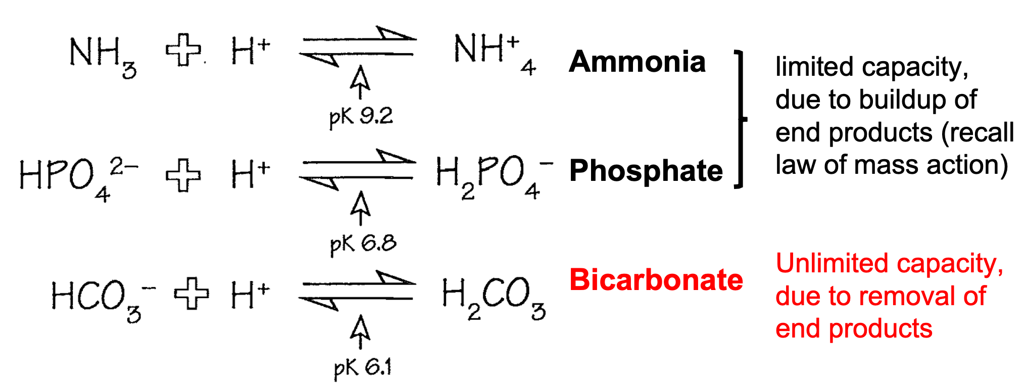<ol><li><p>Amonia and Phosphate</p><ol><li><p>Limited capacity due to buildup of end products</p><ol><li><p>Recall law of mass action</p></li></ol></li></ol></li><li><p><strong>Bicarbonate</strong></p><ol><li><p><strong>Unlimited capacity due to removal of end products</strong></p></li></ol></li></ol>