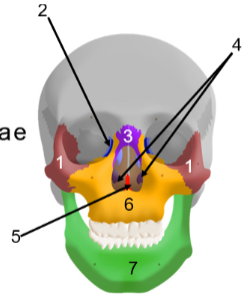 <p>Facial bones</p>