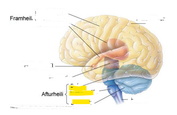 <p>Hvaða hlut i heilans er þetta?</p>