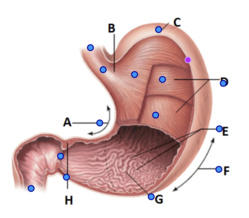 <p>D</p>
