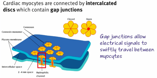 <ul><li><p><span>Allow for direct cell-cell communication and are often found in small bunches together&nbsp;</span></p></li><li><p><span>Are <u>connexons</u>; formed by alignment and interaction of pores composed of six molecules of connexin&nbsp;</span></p></li><li><p><span>Permit water and some solutes directly between cells</span></p><p></p></li></ul><p></p>