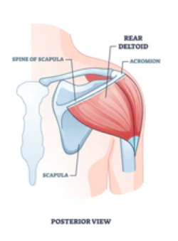 muscular anatomy: deltoid - posterior 