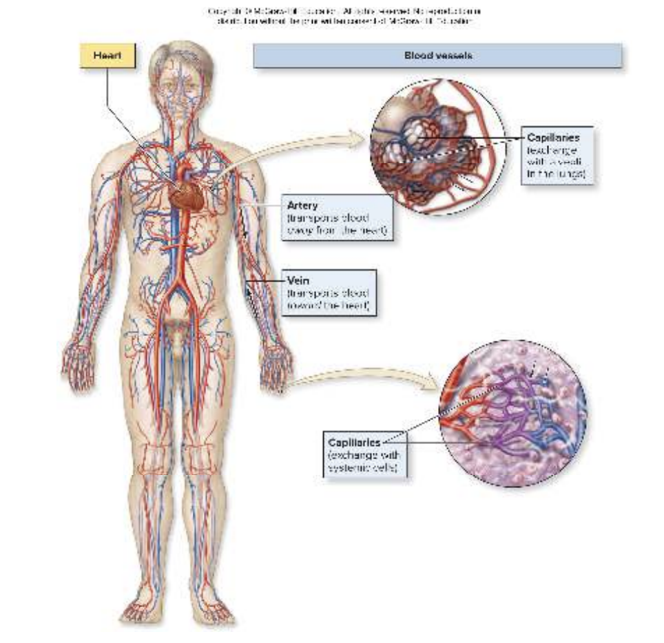<p>Arteries carry blood away from the heart (some may carry <strong>oxygenated</strong> blood)</p><p>Veins carry blood toward the heart (some may carry <strong>deoxygenated</strong> blood)</p><p>Capillaries are sites of exchange (e.g., of gases)</p><ul><li><p>Between blood and air in lungs</p></li><li><p>Between blood and body cells</p></li></ul><p></p>