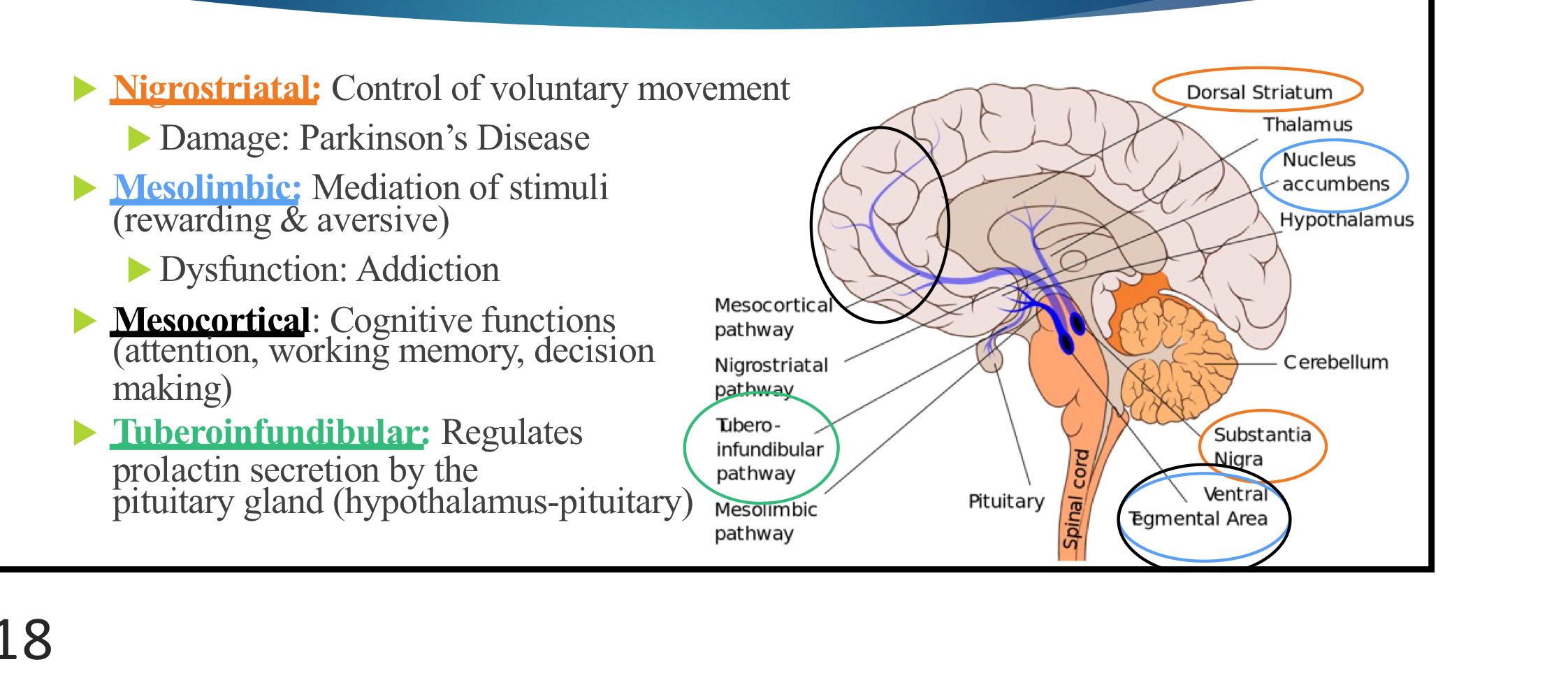 <ul><li><p>cognitive functions (attention, working memory, decision making)</p></li><li><p>neurons originate in the ventral tegmental area and axons stretch to the prefrontal cortex and continue into motor areas</p></li></ul><p></p>
