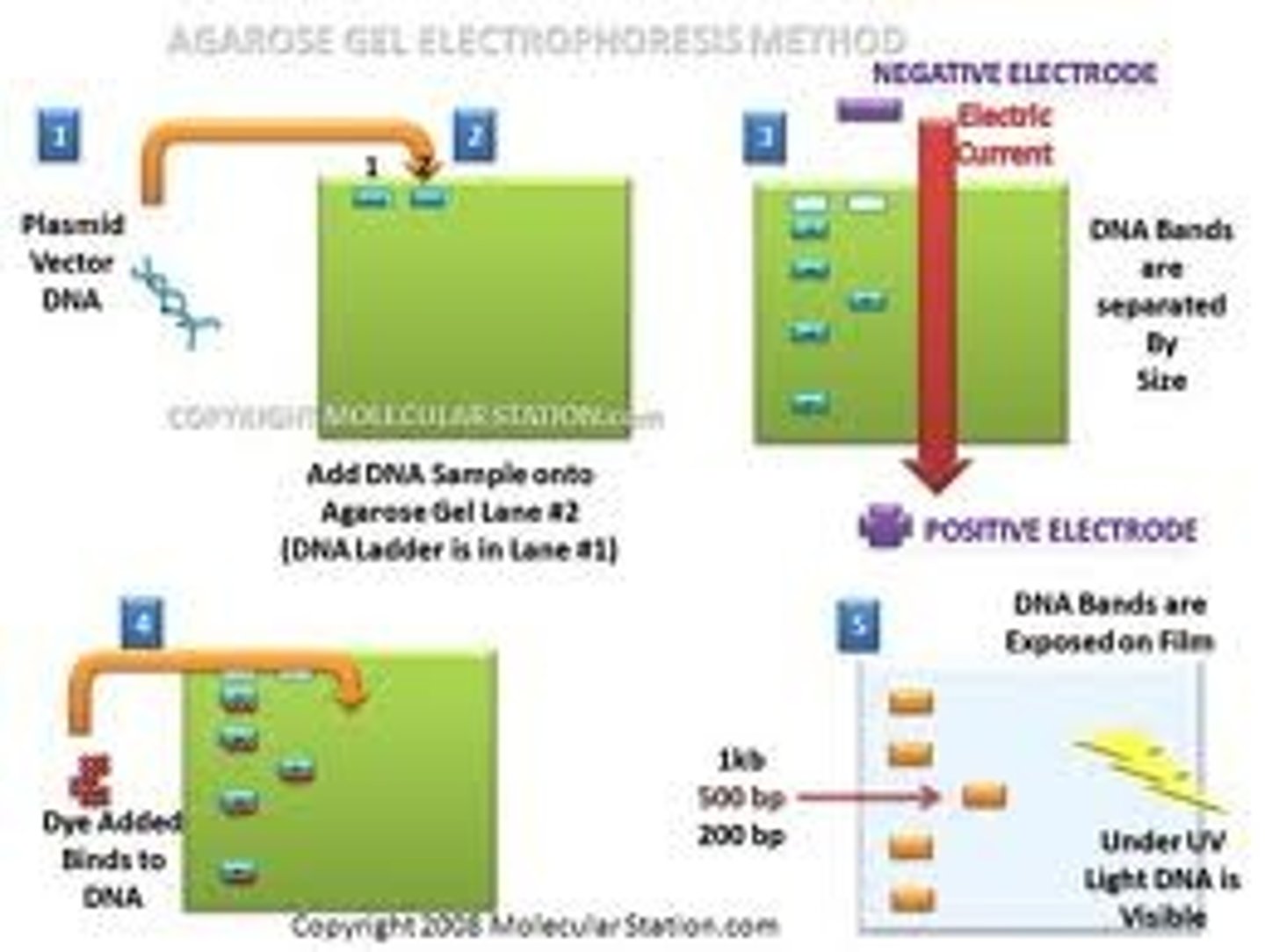 <p>1. electrical charge</p><p>2. size of DNA</p>