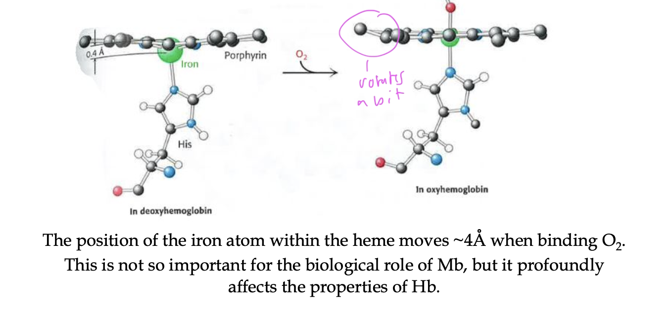 <p>the Fe2+ atom within the heme moves a tiny bit</p><ul><li><p>affects the properties of Hb more than Mb</p></li></ul><p></p>