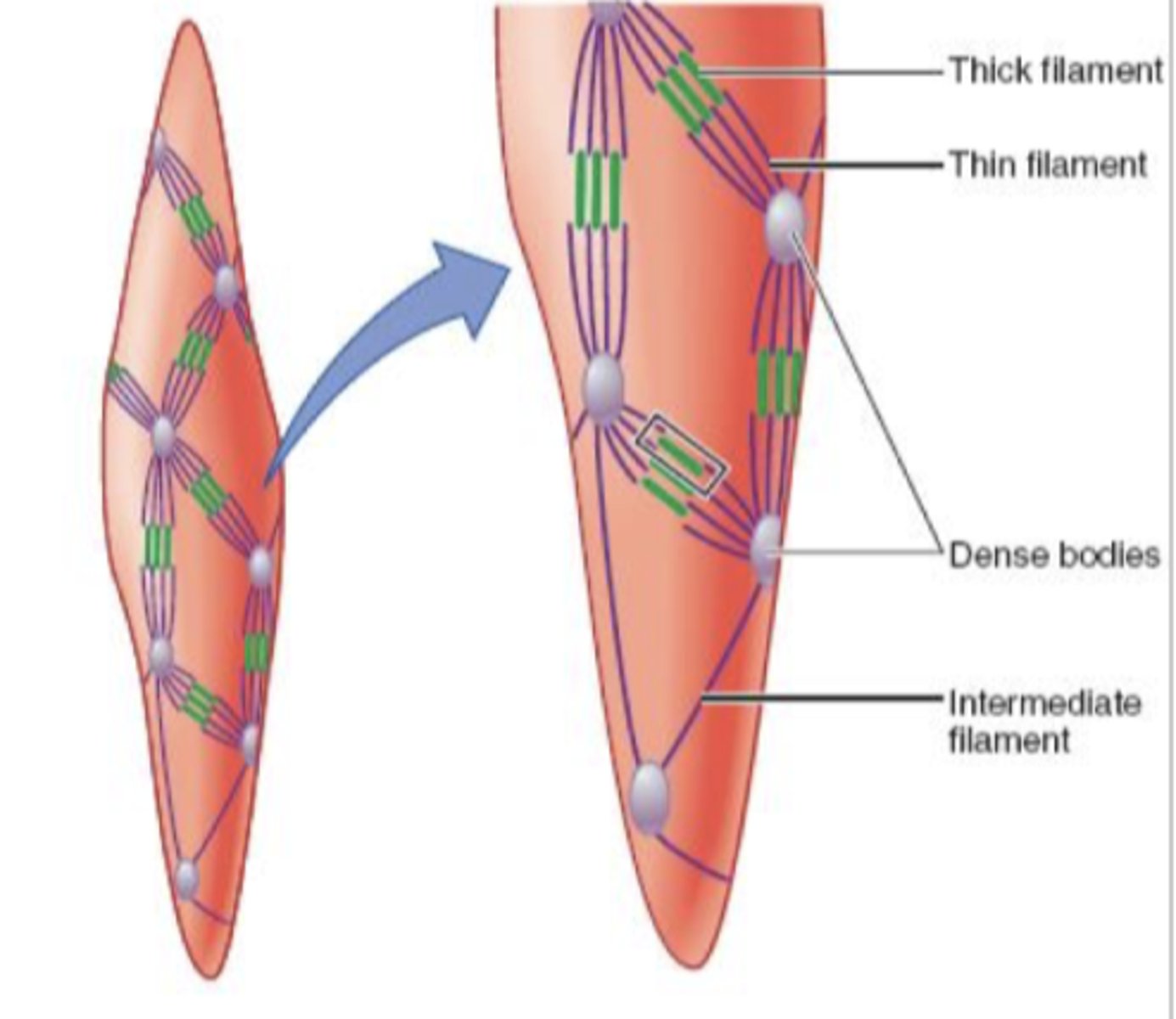 <p>No striations</p><p>- Filaments not arranged in sarcomeres or myofibrils</p><p>- Much longer thin filaments</p><p>- Dense bodies instead of z discs</p>