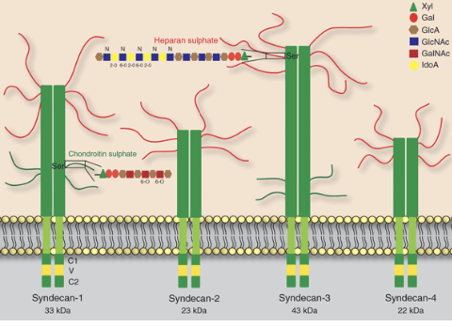 <p>- It is a core protein that has one of more polysaccharide side chains</p><p>- a polysaccharide is a long chain of sugars</p>
