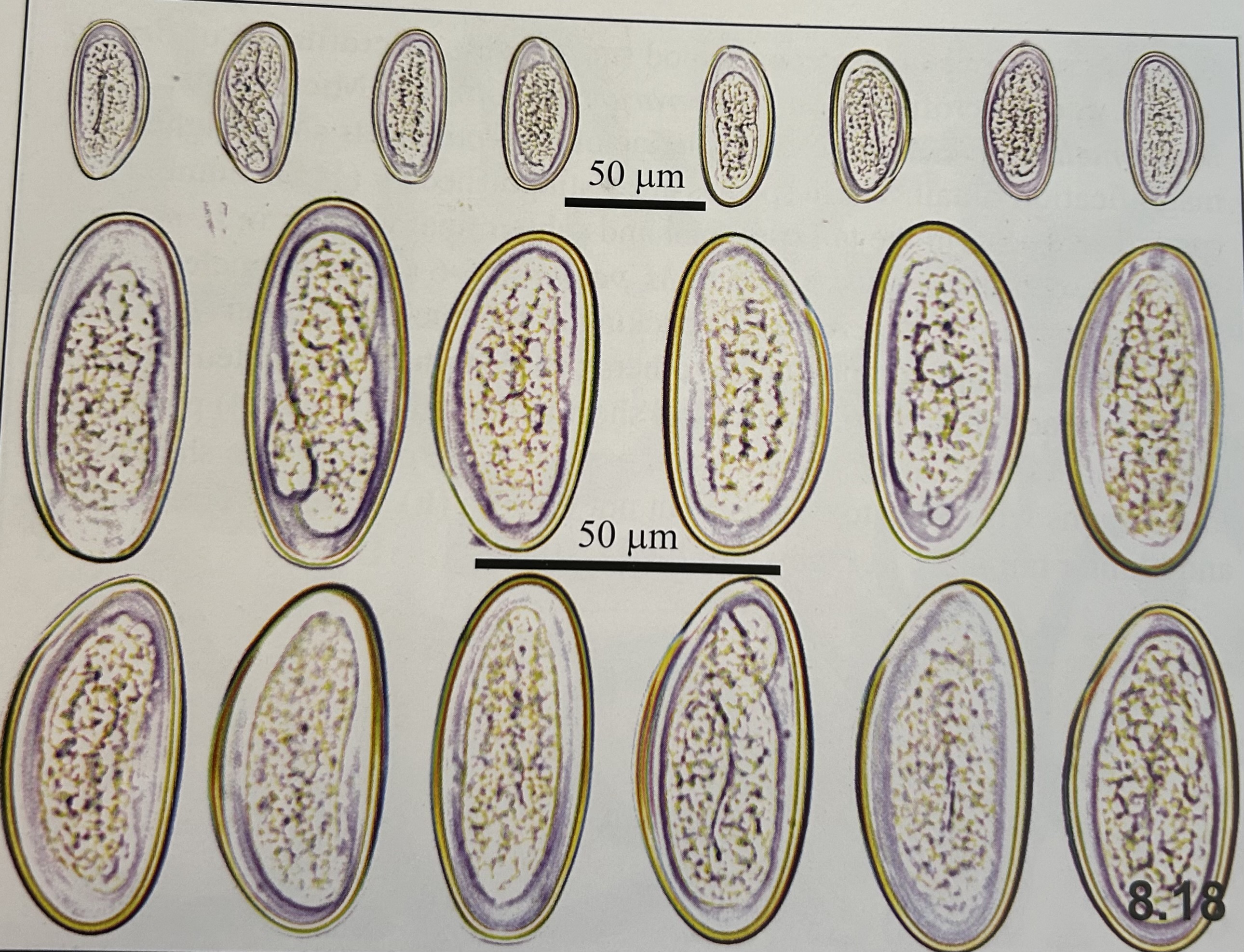 <p>genus and species?</p>