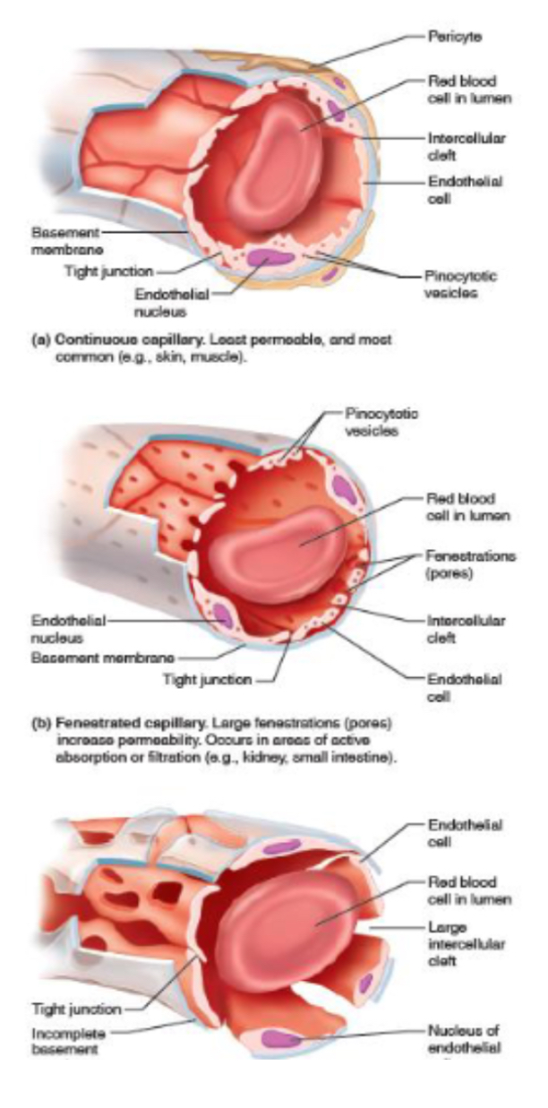 <p>deliver substances to cells in body in extensive interconnected networks</p><p></p><p>3 kinds:</p><ul><li><p>Continuous - least permeable - substances leave/enter through intercellular clefs. —&gt; CNS,lungs,skin,skeletal and smooth muscle, connective tissue</p></li><li><p>Fenestrated: more permeable - pores (fenestrations). Allows more substances to diffuse —&gt; kidneys, small intensive, brain, eyes, endocrine glands</p></li><li><p>Sinusoid - most permeable - wider and large fenestrations without full membrane surrounding them —&gt; big enough for blood cells to pass through e.g RBC from bone marrow</p></li></ul><p></p>
