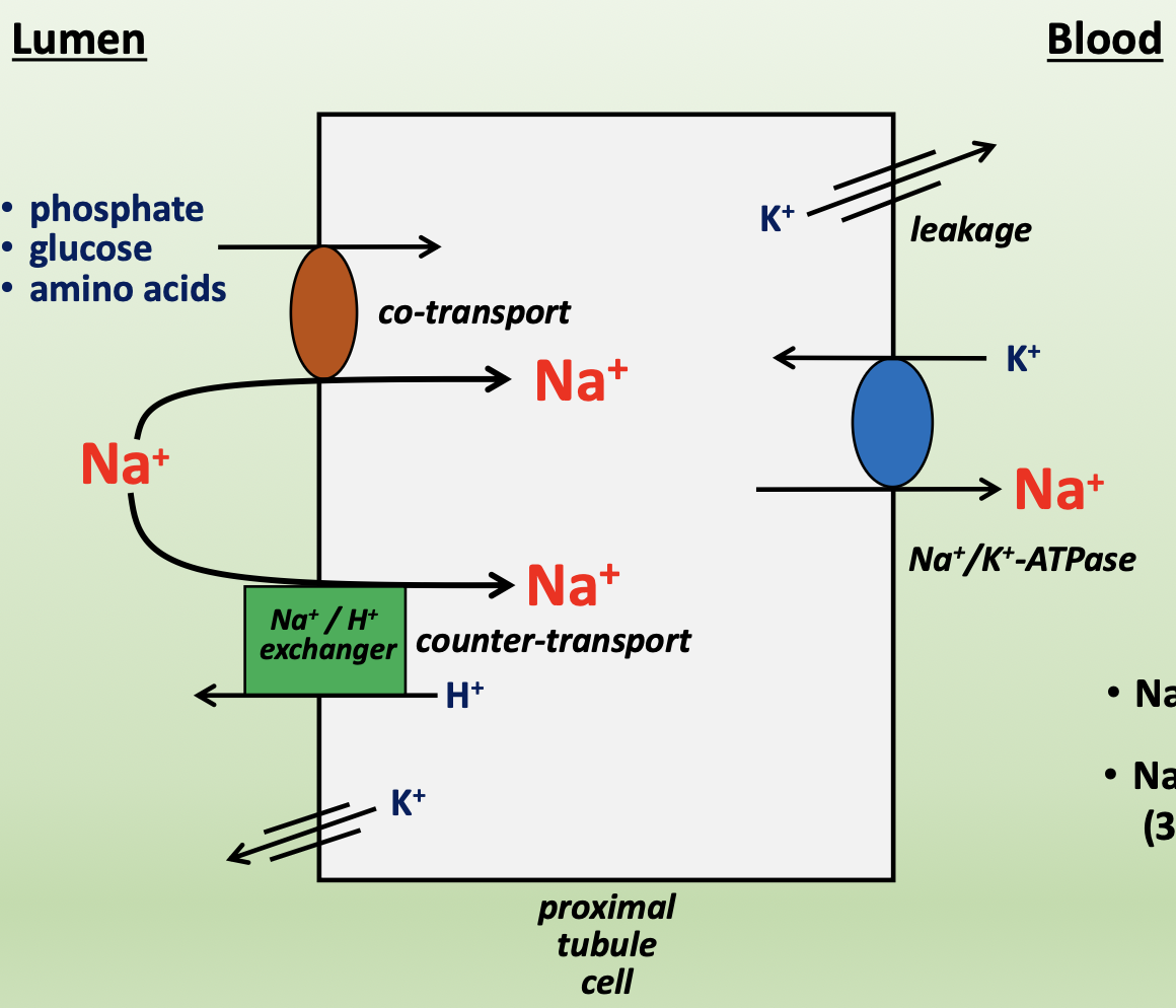 <p>Na<sup>+ </sup>is reabsorbed from proximal tubule</p><ul><li><p>Na<sup>+</sup> enters cell from lumen down its concentration gradient (apical)</p><ul><li><p>co-transport with phosphate, glucose, or amino acids</p></li><li><p>Na<sup>+</sup>/H<sup>+</sup> exchanger → counter-transporter</p></li></ul></li><li><p>Na<sup>+</sup> exits cell into blood against its concentration gradient (basolateral)</p><ul><li><p>Na<sup>+</sup>/K<sup>+</sup>-ATPase → pumps 3 Na<sup>+</sup> out and 2 K<sup>+</sup> in, establishes Na<sup>+</sup> gradient</p></li></ul></li></ul><p></p>