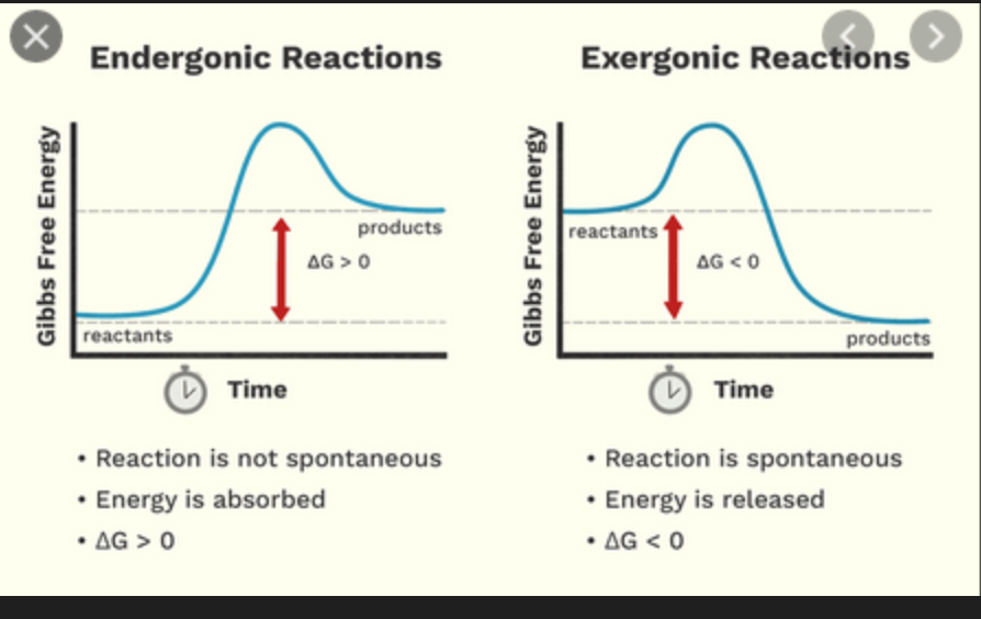 <p>endergonic. </p><p>If energy must be put into the system; it doesn’t happen spontaneously, theorefore we must “push the reaction uphill” to a higher energy state, creating a + ^G</p>