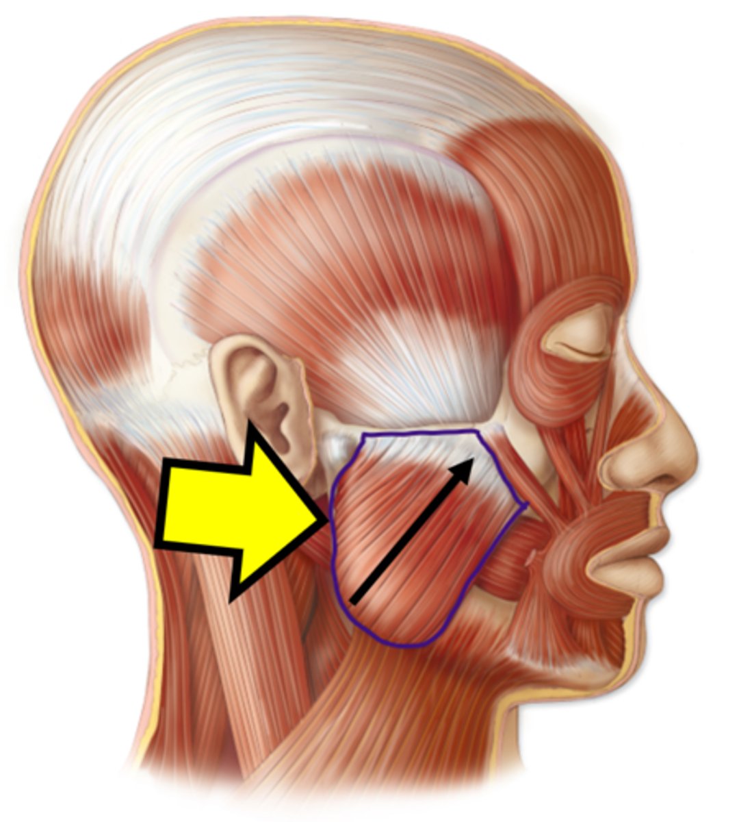 <p>Name the muscle.</p>
