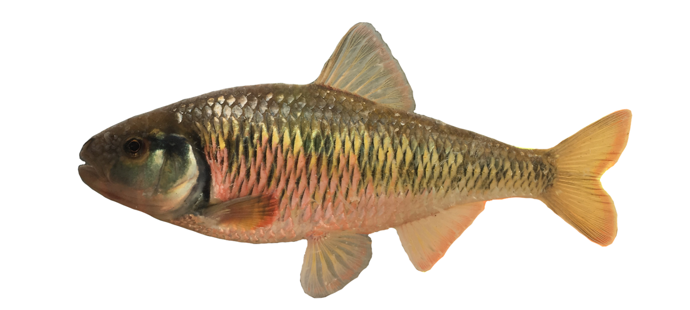 <p><span>-8 Dorsal rays</span></p><p style="text-align: left;"><span>-Deep Body</span></p><p style="text-align: left;"><span>-9 Anal fin rays</span></p>
