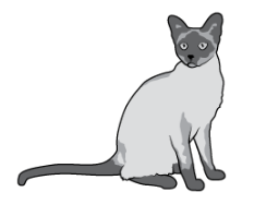 A Siamese cat has both dark and light fur on its body, as shown. The production of the protein that determines fur color is dependent upon temperature. The fur on the body of the cat is lighter colored because its body is warmer than its head, feet, and tail.

Which of the following **best** describes how fur color is determined in a Siamese cat?

A. Fur color is determined only by genes and RNA sequences that code for temperature.

B. Fur color is determined by proteins from the environment and the temperature of the genes.

C. Fur color is determined by a gene that codes for a protein and by the temperature of the environment.

D. Fur color is determined only by environmental factors that include genes and the temperature of the cat.