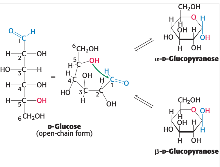 <p>C-1 aldehyde in the open-chain form of glucose reacts with the C-5 hydroxyl group to form a cyclic structure. </p><p> The open-chain form of glucose cyclizes when the C-5 hydroxyl group attacks the C-1 carbon of the aldehyde group to form an intramolecular hemiacetal. Two interchanging anomeric forms of the pyranose ring, designated α and β can result, both in rapid equilibrium with the open-chain (linear) form.</p>