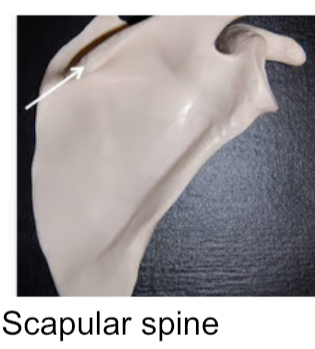 <p>Pointed/ narrow process</p>