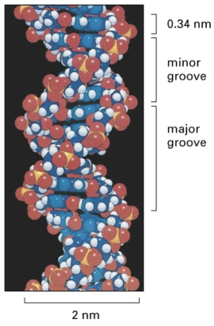 <ul><li><p>h bonds between the bases contribute to helical stability</p></li><li><p>helix diameter is uniform because pase pairs have identical widths</p></li><li><p>10 bases per helical turn</p></li><li><p>spaces between the turns of the helix forms major and minor grooves</p><ul><li><p>important sites for dna/protein interactions</p></li></ul></li><li><p>complementarity - nucleotides on one chain are complementary to nucleotides on the other strand</p></li></ul><p></p>
