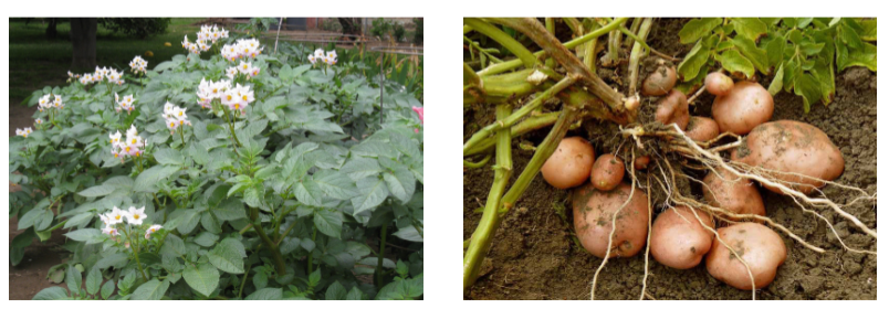 <p>aardappelplant</p>