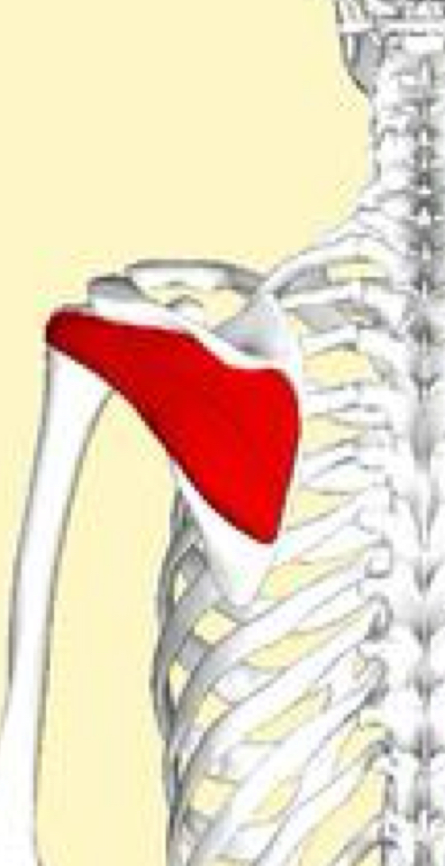 <p>What are the muscle actions of the infraspinatus?</p>