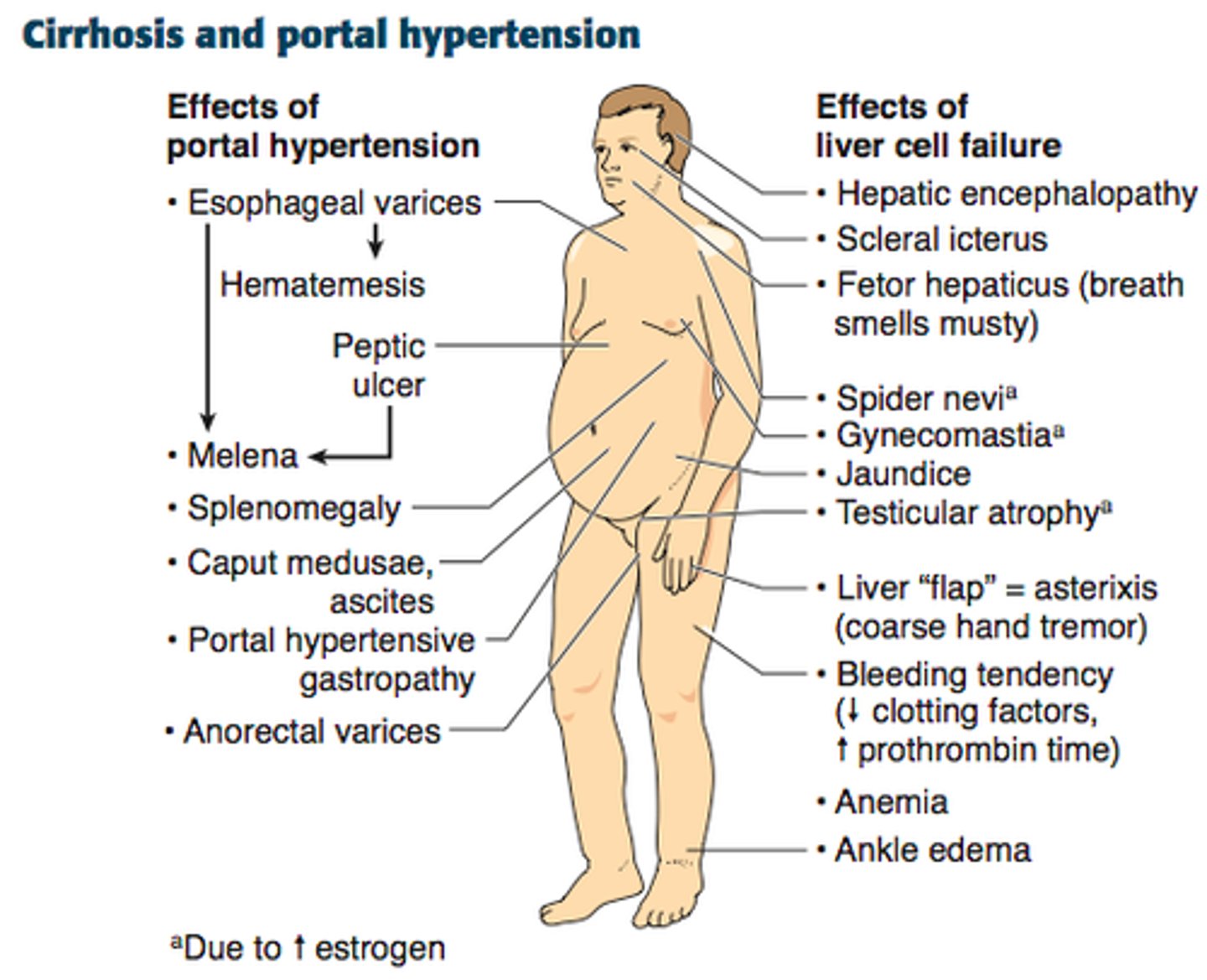 <p>hepatic injury</p><p>fibrosis</p><p>nodular regeneration</p>