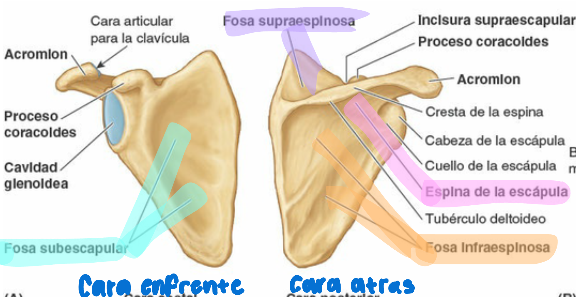 <p>Hueso triangular plano, situado en la cara posterolateral del torax, sobre las costillas 2º y 7º. La espina de la escapula divide la cara posterior en forma supraespinosa e infraespinosa, la cara costal tiene la fosa subescapular.</p><p>-La cavidad geniodea se articula con la cabeza del humero</p><p>-Del proceso coraciodes se proyecta sobre la cavidad glenoidea y actúa como puntos de inserción para el ligamento coracoclavicular</p>
