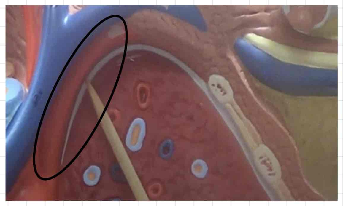 <p>what is this? (torso model)</p>