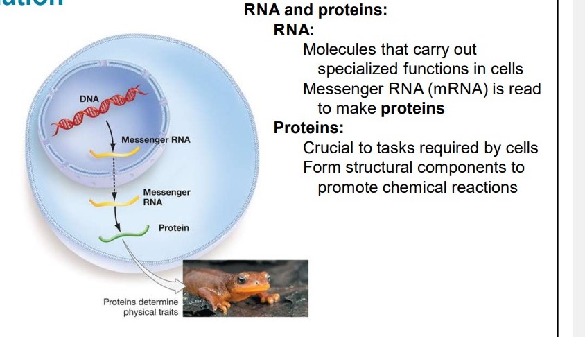 <ul><li><p>molecules that perform specialized functions in cells</p></li></ul><p>Ex: mRNA (messenger RNA) is read to make proteins</p>