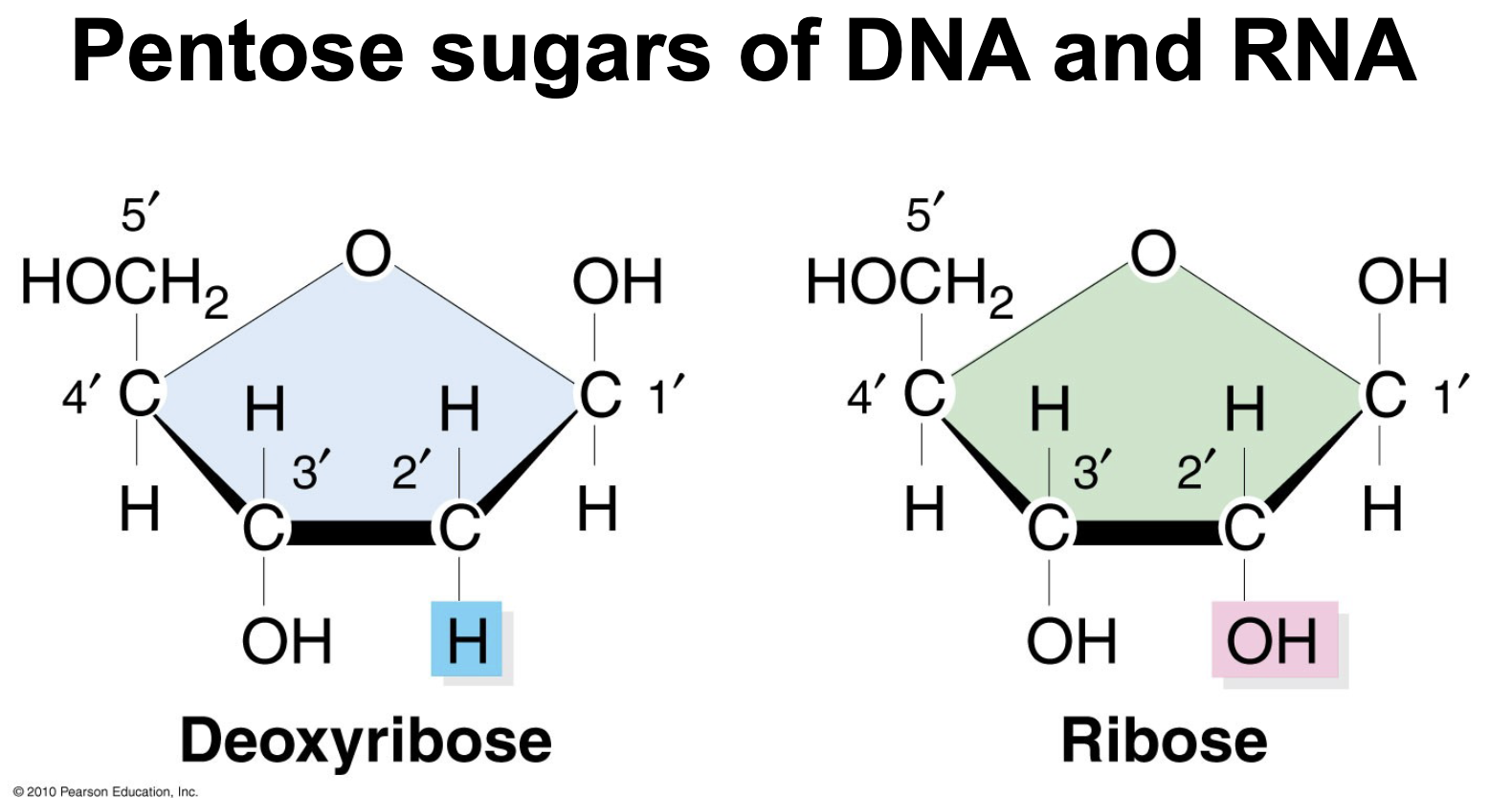 <p>Pentose sugar</p><ul><li><p>RIBOSE (C5H10O5) - used in RIBONUCLEIC ACIDS in RNA&nbsp;</p></li><li><p>DEOXYRIBOSE (C5H10O5) - used in DEOXYRIBONUCLEIC ACIDS in DNA&nbsp;</p></li></ul><p></p>