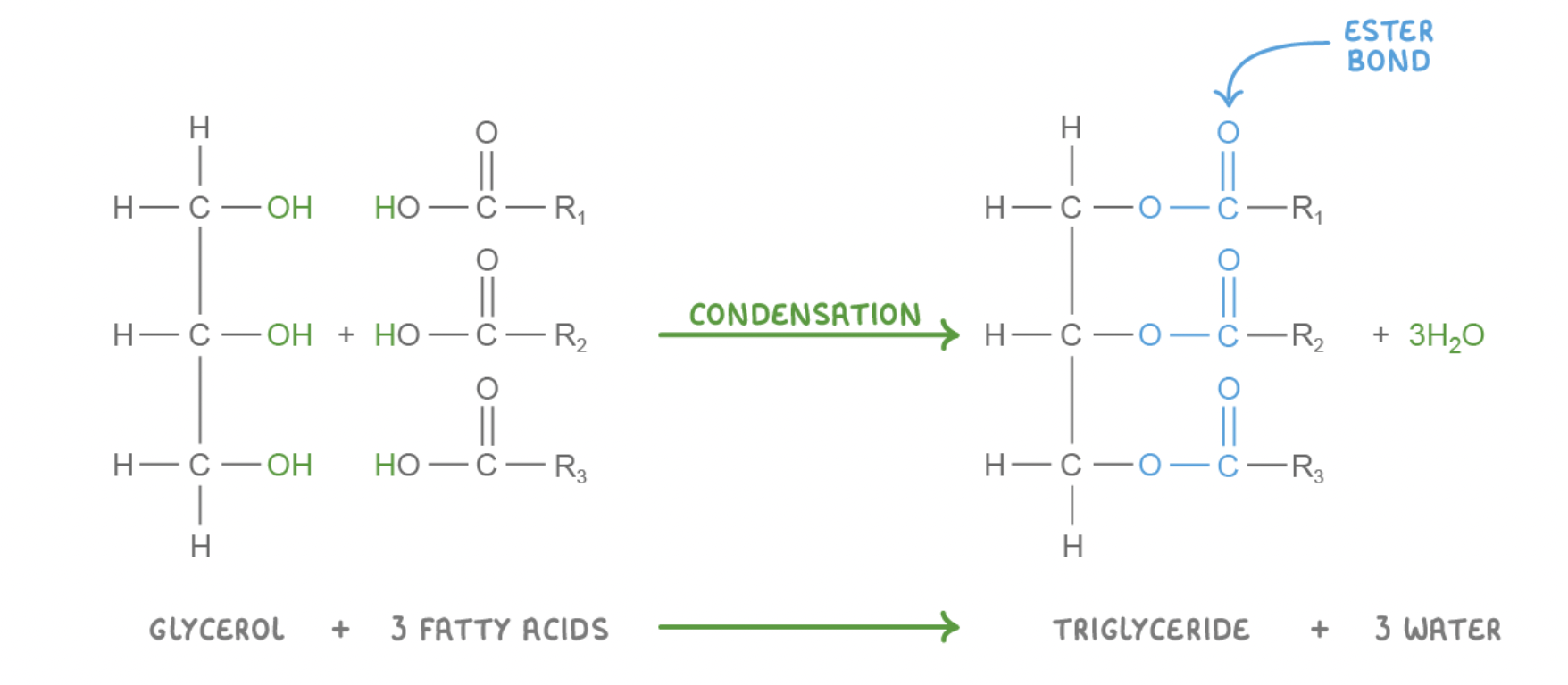 <ul><li><p><strong>The hydroxyl groups (OH) on the glycerol and on the three fatty acids react together to release three water molecules&nbsp;(H<sub>2</sub>O).</strong></p></li><li><p><strong>This results in three ester bonds between the glycerol and the fatty acids.</strong></p></li></ul><p></p>