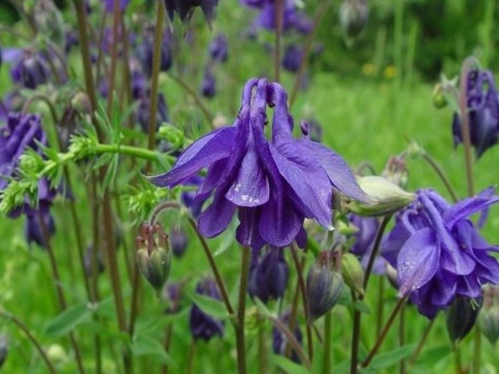 <p>Aquilegia vulgaris - <strong>Ranunculaceae</strong></p>