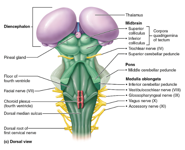 <p>midbrain, pons, medulla oblongata</p>
