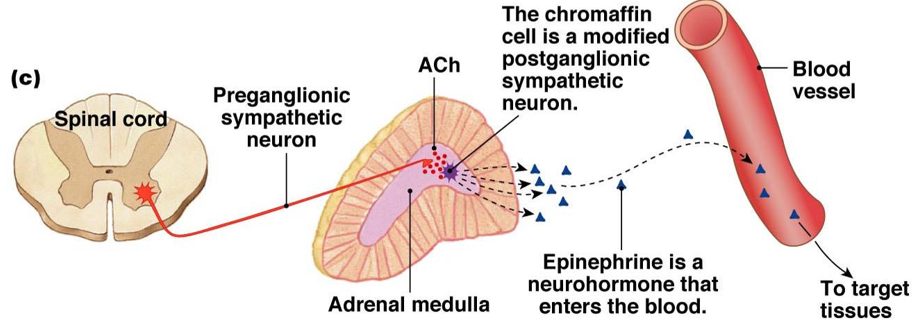 <p><u>primary neurotransmitter</u>: epinephrine</p><ul><li><p>released to blood (many targets)</p></li></ul><p><u>anatomy</u></p><ul><li><p><strong>medulla</strong>: modified sympathetic ganglion</p></li><li><p><strong>cortex</strong>: endocrine tissue</p></li></ul>