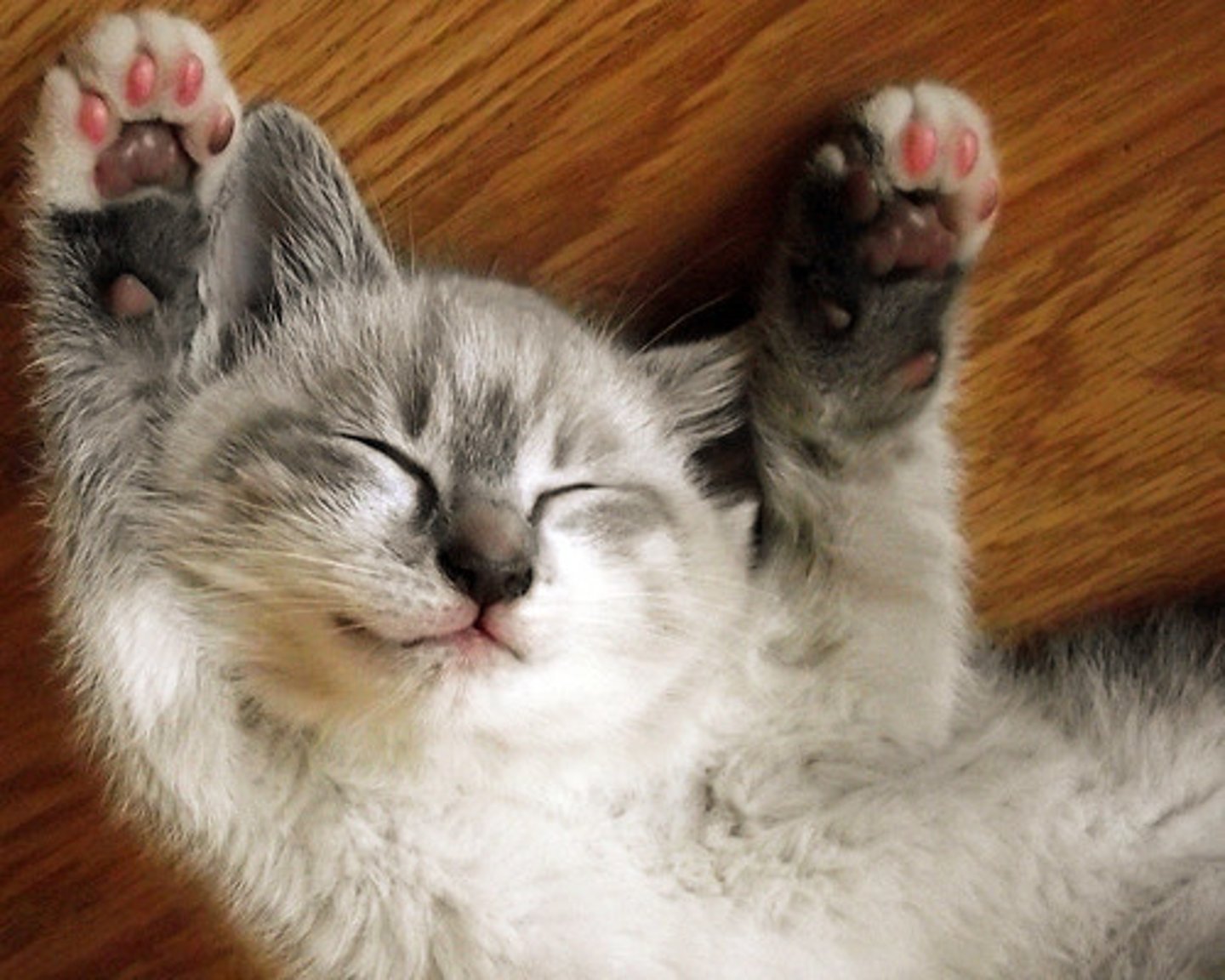 <p>ser lindo, tierno, mono, adorable</p>