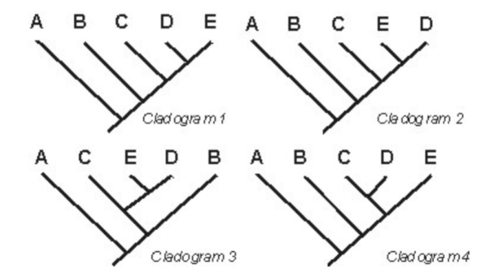 <p>Which cladogram is incorrect?</p>