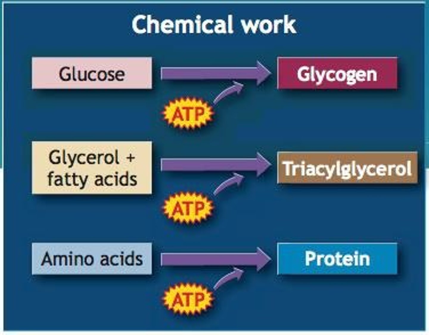 <p>Glycogen is the storage form of glucose in the liver and muscle, synthesized by glycogen synthase.</p>
