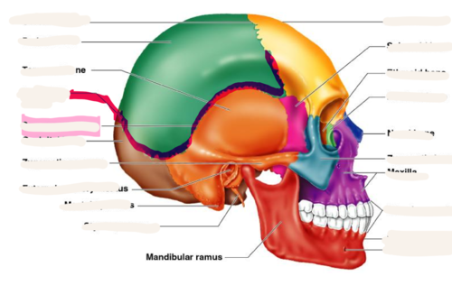 <p>between parietal bones and occipital bone</p>