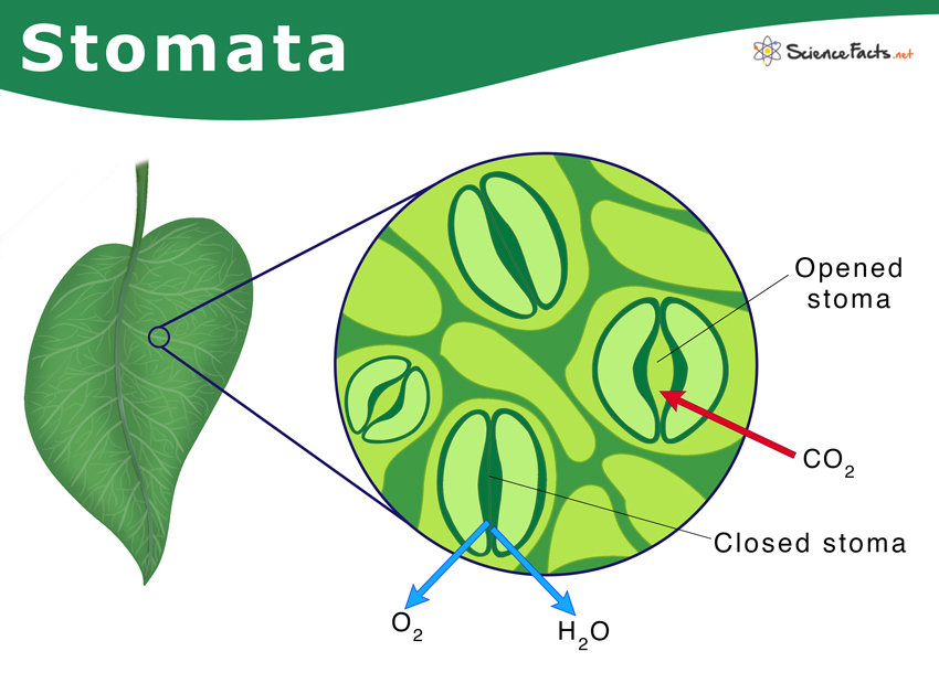 <ul><li><p>Pores surrounded by guard cells in the lower epidermis of a leaf</p><ul><li><p>When open, CO2 enters a leaf, H2O &amp; O2 exit into the mesophyll layer</p></li></ul></li><li><p>Plants conserve H2O when its stomata are closed</p></li></ul>