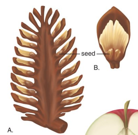 <p>naked seeds on&nbsp;surface, contained in a cone</p>