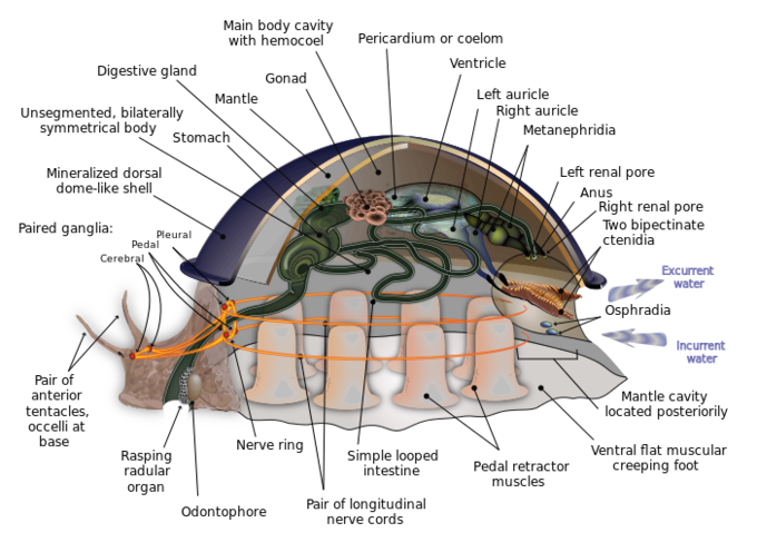 <p>Trupi i butakëve formohet nga;</p><ul><li><p><strong><em>Koka </em></strong><em>- në kokë ndodhet goja me </em><strong><em>radulë</em></strong><em>, organ për gërryerjen e ushqimit (haset vetëm tek butakët), 1-2 palë tentakle dhe 1 palë sy.</em></p></li><li><p><strong><em>Shputa/Këmba</em></strong><em> - gjendet në anën barkore të trupit dhe është organ për lëvizje</em></p></li><li><p><strong><em>Strajca </em></strong><em>- gjendet mbi shputë; ka organet viscerale dhe përmban pjesën kryesore të organeve të brendshme.</em></p></li></ul><p><em>Kjo masë viscerale mbrohet nga jashtë me guaskë.</em></p><p><em>Guaska</em><strong><em> </em></strong>është treshtresore, shtresa e brendshme është <strong><em>sedefore</em></strong><em>.</em> Nëse mes sipërfaqes së jashtme të mantit dhe shtresës së brendshme sedefore futet ndonjë grimcë, si reaksion ndaj pranisë së trupit të huaj, tajohet materia sedefore dhe e mbështjellë atë grimcë. Dhe kështu krijohet një <strong><em>kokërr margaritari</em></strong>.</p>