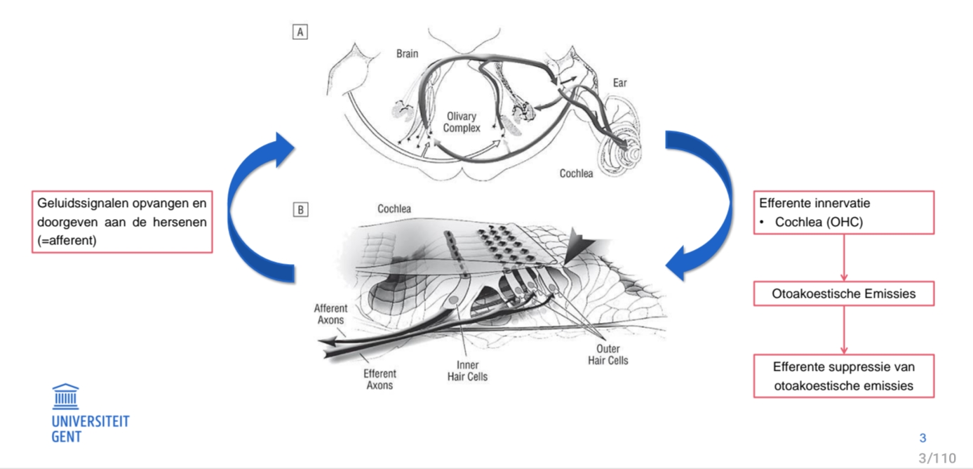 <p>efferent = effect = centraal nr perfeer</p><p>afferent = perifeer nr centraal</p><p>UHC = efferent, IHC = afferetn</p>