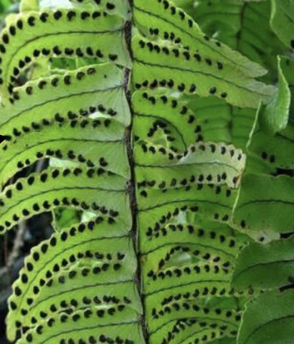 <p>This organism belongs to phylum:</p><ul><li><p>Pterophyta</p></li><li><p>Anthocerophyta</p></li><li><p>Psilophyta</p></li><li><p>Bryophyta</p></li></ul><p></p>