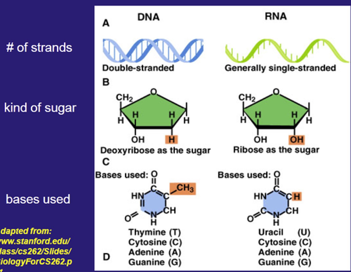 <p>DNA:</p><p>Double stranded</p><p>Sugar: Deoxyribose</p><p>Bases: A,T,C,G</p><p>RNA:</p><p>Single stranded</p><p>Sugar: Ribose.</p><p>Bases: A,U,C,G</p>