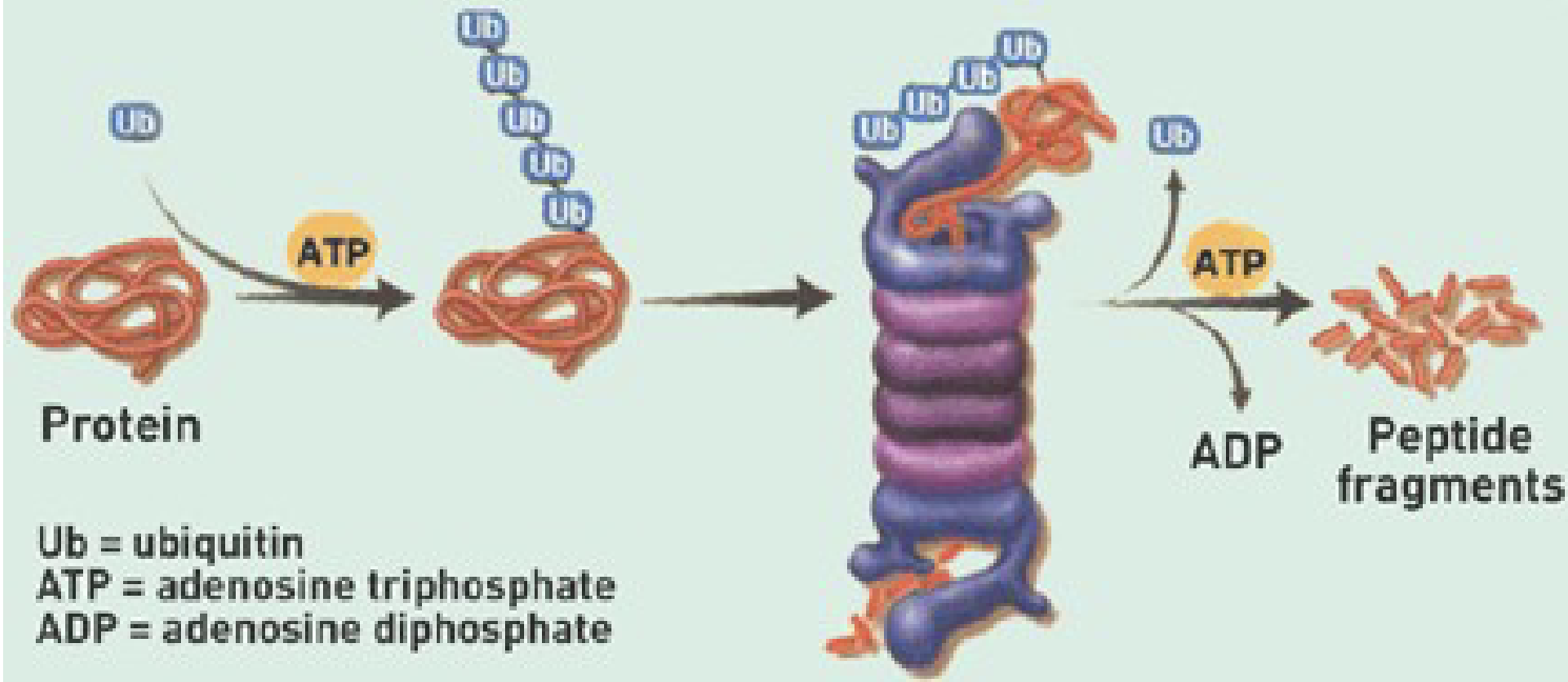 <ul><li><p><strong>Ubiquitin</strong>:</p><ul><li><p>small protein (peptide)</p></li></ul></li><li><p><strong>Proteasome:</strong></p><ul><li><p>Large cylindrical structure that degraded proteins via proteases that cleave peptide bonds </p></li></ul></li><li><p><strong>Process:</strong></p><ul><li><p><u>Polyubiquitination:</u></p><ul><li><p>Ubiquitin (small protein) that is continuously added to protein to target it for proteasome</p></li></ul></li><li><p><u>Proteasome:</u></p><ul><li><p>Little tube w/ lid on either end</p></li><li><p>the ubiquitin chain targets the protein to the lid</p></li><li><p>the protein fed through tube ( filled with hydrolytic enzymes) to break a part peptide bonds</p></li><li><p>Results in peptide fragments that can be reused </p></li></ul></li></ul></li></ul><p></p>