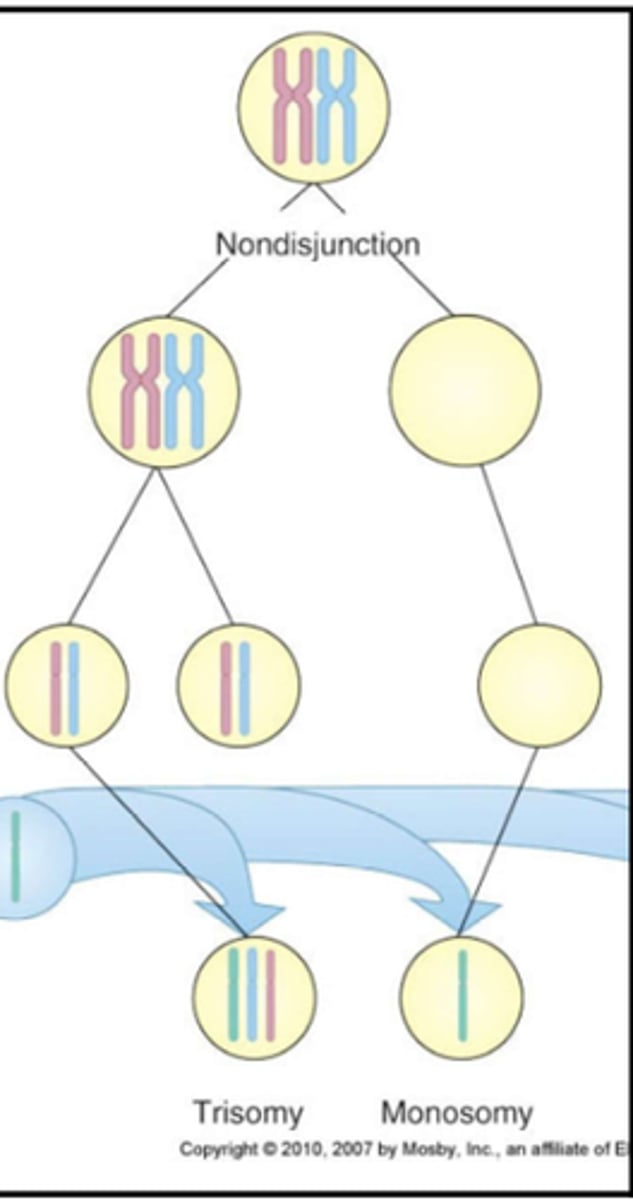 <p>a condition where a person inherits one more or one less chromosome in their somatic cells</p>
