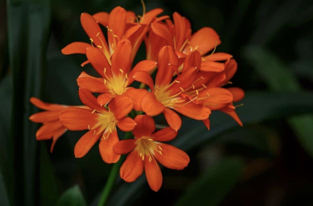 Flower 148