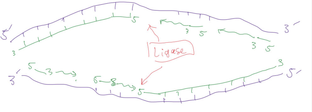 <p>ligase</p>